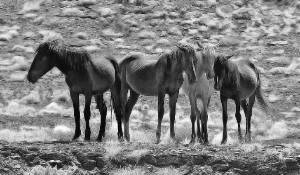 "FOUR HORSES" JOHN BEISHKE
