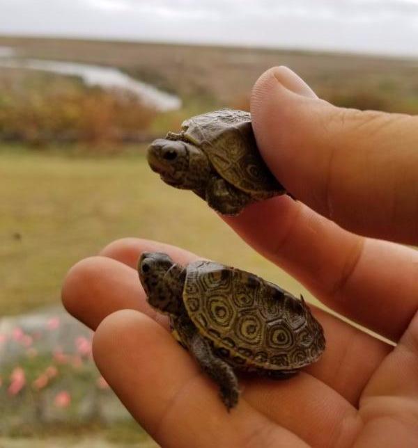 under the direction of the U.S. Army Corps of Engineers. Over the past nesting season, 181 terrapin nests were identified, producing 632 terrapin hatchlings to date.