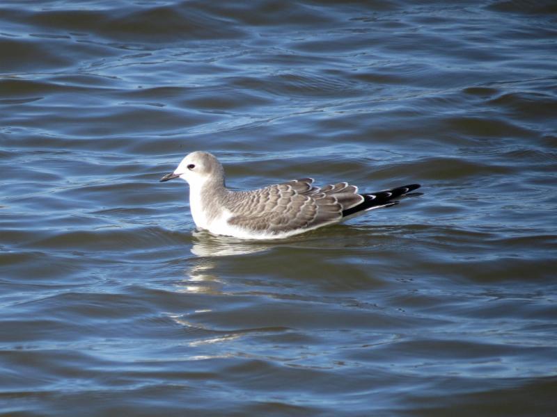 Carney (Maryland Environmental Service) Sabine's gull in Cell 2C photo