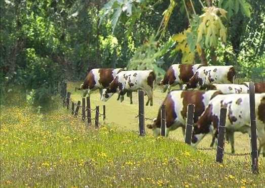 Livestock Tracking Cow beyond farm s perimeter Keeping track