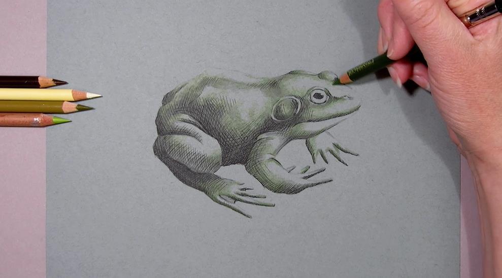I use an olive green to begin shading with colored pencil and I m shading the areas of my frog that are a middle value. I m shading in some areas that have acrylic and some areas that do not.