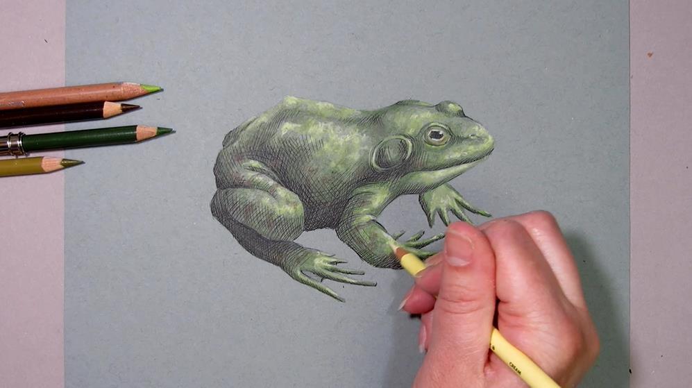 After I put in my highlights, I m adding a shadow beneath my bullfrog with colored pencil and acrylic.