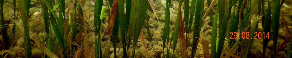 Threats to seagrass