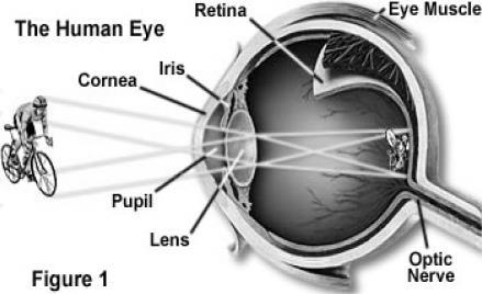Lenses Lenses are tools that refract light Plastic and glass lenses are used in the making of eyeglasses, projectors, cameras, telescopes, microscopes, and many other everyday objects.