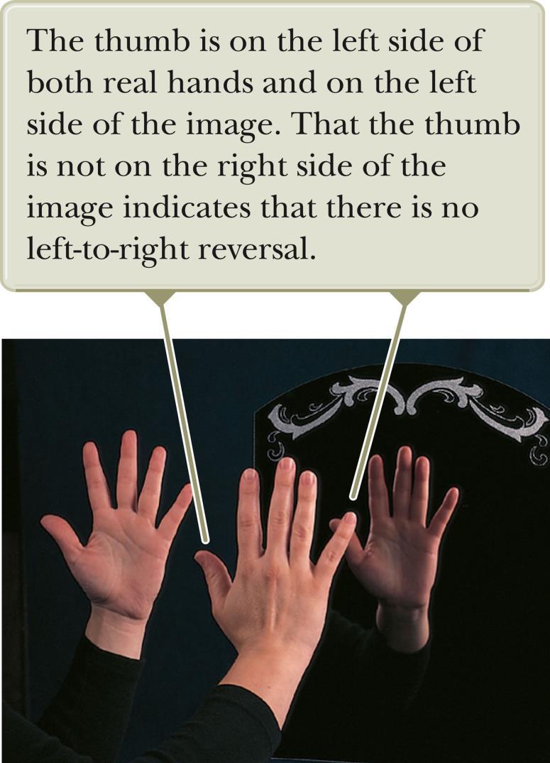 Reversals in a Flat Mirror A flat mirror produces an image that has an apparent left-right reversal. For example, if you raise your right hand the image you see raises its left hand.