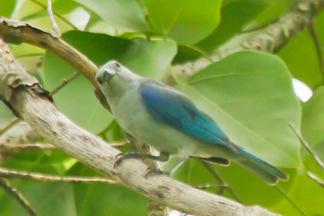 Blue-gray Tanager; Golden-hooded Tanager Much of the time birding is hard work, even when you