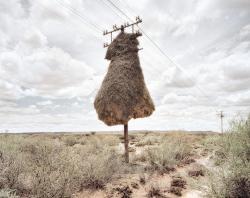 Did you guess that birds made these sculptures? Dillon Marsh photographed weaver bird nests.