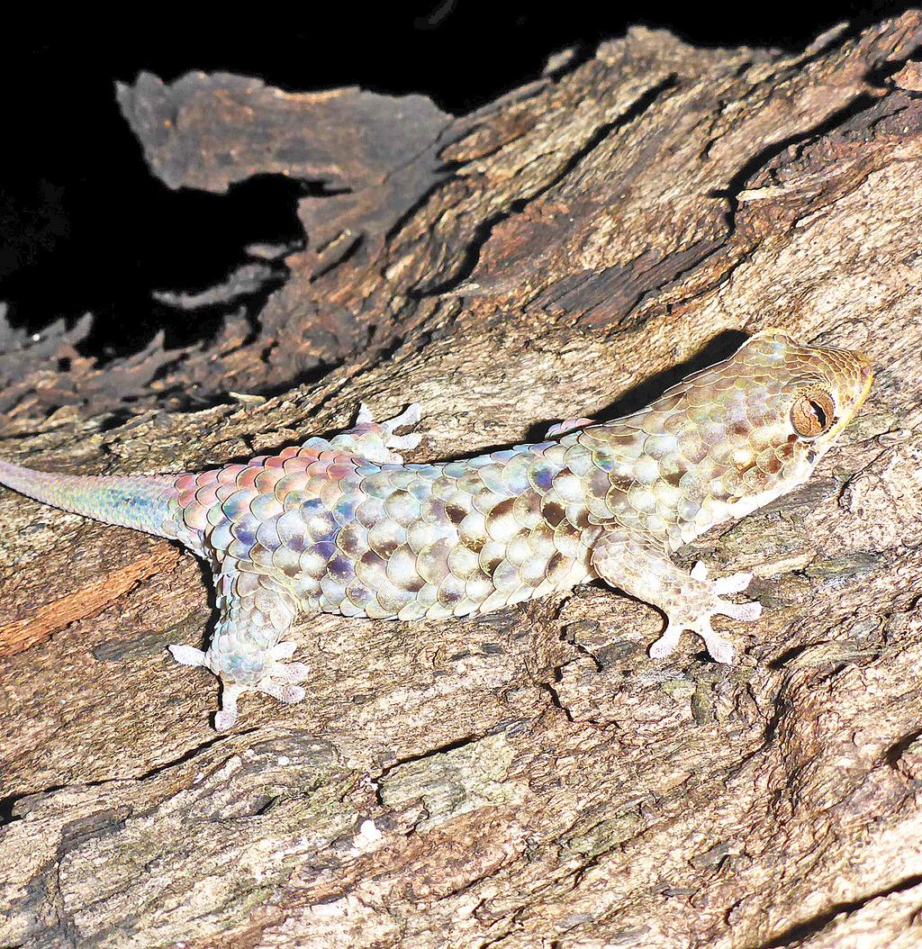 Four Stories FirstNews Issue 556 10th - 16th February 2017 SCIENCE NEW GECKO FOUND A new gecko that has tear-away skin has been discovered in northern Madagascar.