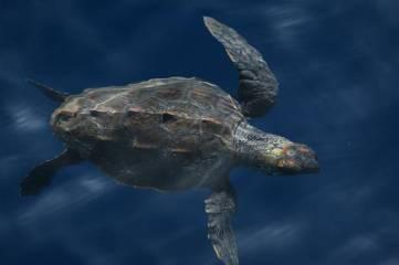 Loggerhead sea turtles: Distribution & relative density 1.