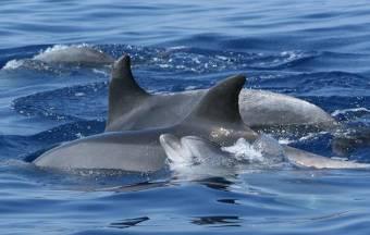 Adriatic Cetacean species Two species