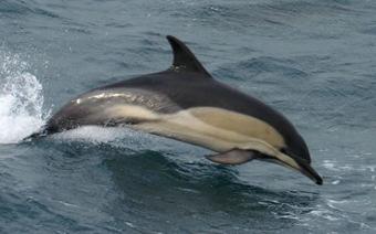 one species striped dolphin (Stenella