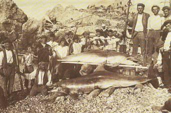 Cetacean conservation in the past Documented organised eradication campaigns Dolphins - pest deserving