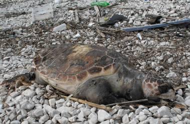 Stranded animals recovery: sea turtles 2013