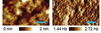 8d shows the topography and error signal for silicon, respectively. The image sizes are measured to be 0.2 µm and confirmed to have high resolution with a roughness RMS of 0.382 nm.