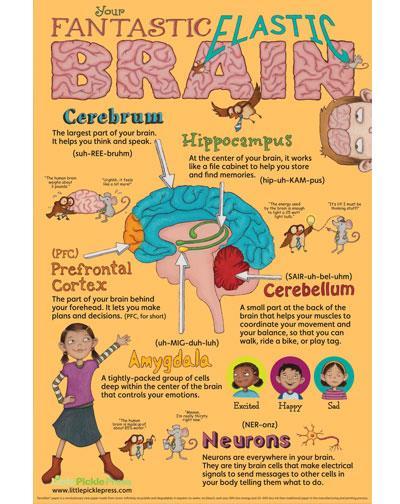 TEACH THEM ABOUT THEIR BRAINS! Young people are going through rapid brain development and will continue this process well into early adulthood.