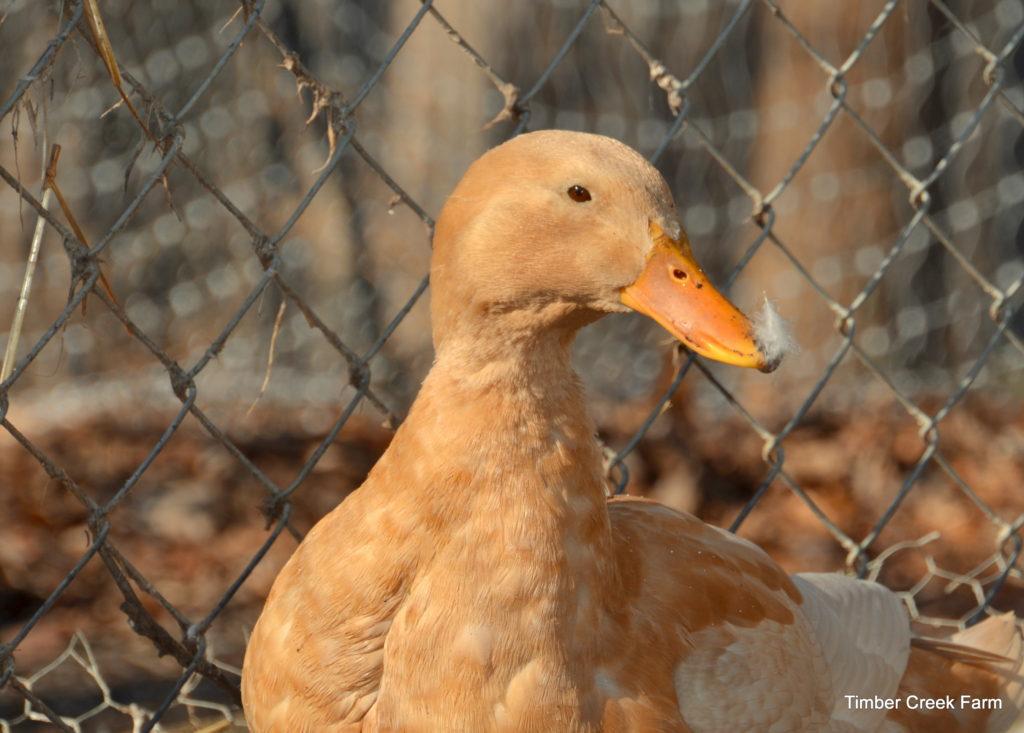I don t know why none of the other ducks told Margarita that she had a feather on her bill.