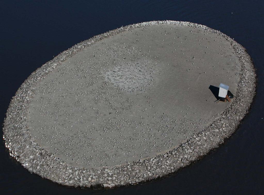 Crump Lake tern