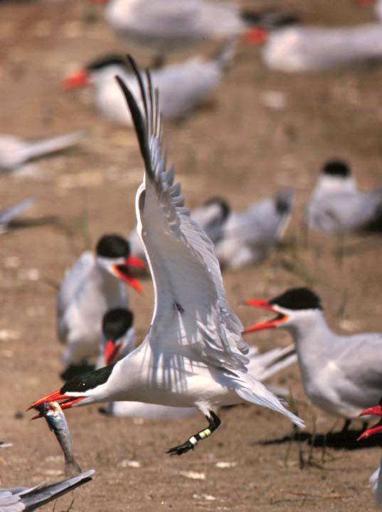 Re-sightings of Banded Caspian Terns Birds frequently recruit to colonies other than