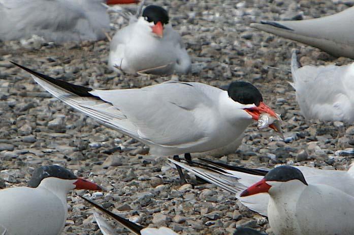 Diet Composition of Caspian Terns Nesting at Crump Lake - 2009 2009 Average (2003, 2008) 100% 90% Percent of Prey Items 80%