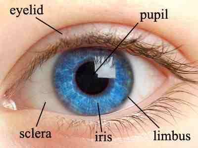Fig 1: IRIS based BIOMETRIC STRUCTURE OF HUMAN EYE An IRIS based BIOMETRIC analyses the coloured ring that has the tissue it surround over the pupil.