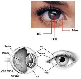 The tough and transparent tissue that covers anterior surface of the eye with the continuous cornea the opaque membrane of sclera that encloses the remainder of optic globe [2].