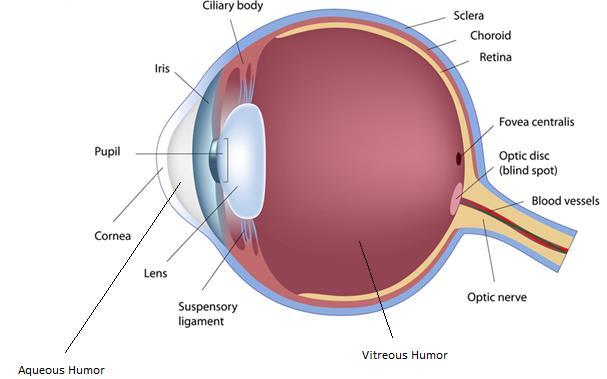 POWER OF ACCOMMODATION OF AN EYE The ability of the eye lens to change the power of the lens to accommodate the near and far off distances on the retina is called the power of accommodation of the