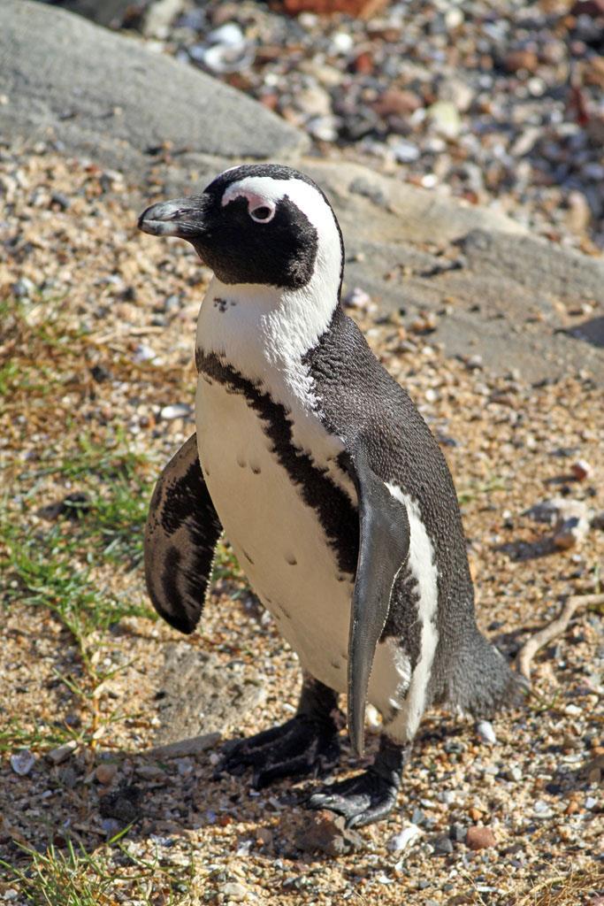 11 th January Simonstown, Cape of Good Hope, Kommetjie & Strandfontein We started off our whistle-stop tour of the Cape Peninsular by dropping in to see the African Penguin colony at Boulder s Beach,
