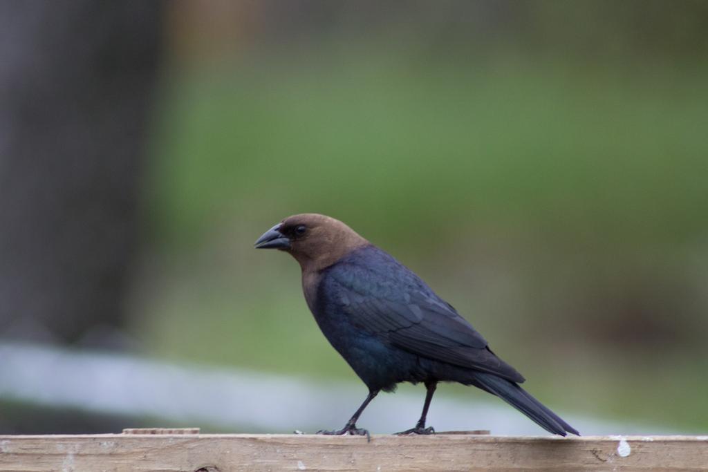 Brown-headed Cowbird Molothrus ater Order Passeriformes (Songbirds Group: blackbirds, warblers, sparrows, finches, etc.