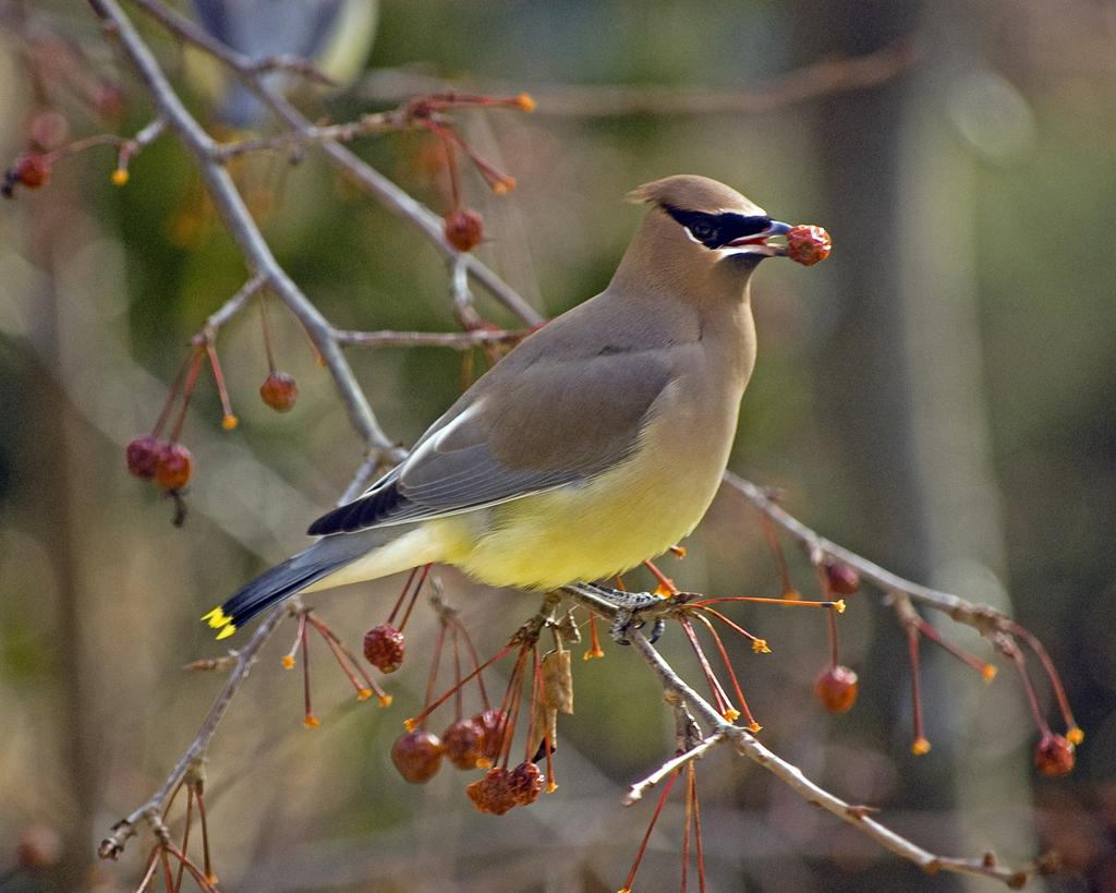 Cedar Waxwing Bombycilla cedrorum Order Passeriformes (Songbirds group:
