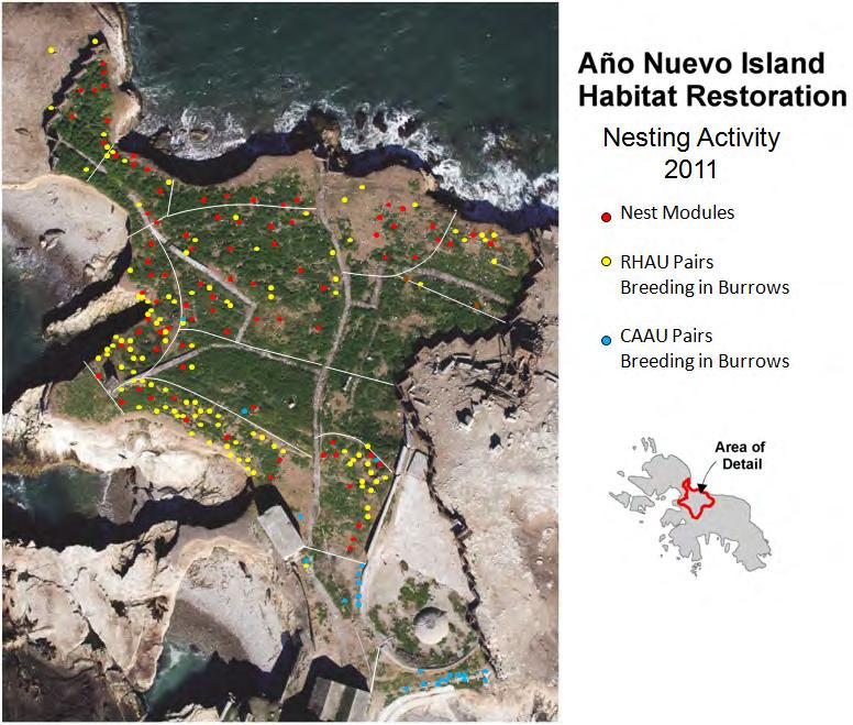 Page 25 Mitigation Table: Replacement of Rhinoceros Auklets injured by oil contamination by reducing habitat loss at Año Nuevo Island Year Breeding Adults Chicks Fledged Natural Burrows Chicks
