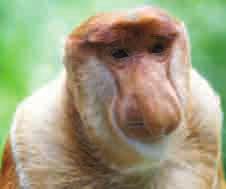 Our Journey of Discovery << Proboscis Monkey The sequencing, assembly and annotation of the Proboscis monkey genome will result in data that can be used to facilitate studies on the evolutionary