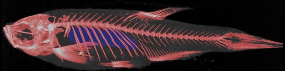 Fig. 7. A µ-ct scan of one of the zebra fish used in the resonator measurements is shown. This data was processed to show bones in reddish/pink/white colors and the swim bladder is shown in dark blue.
