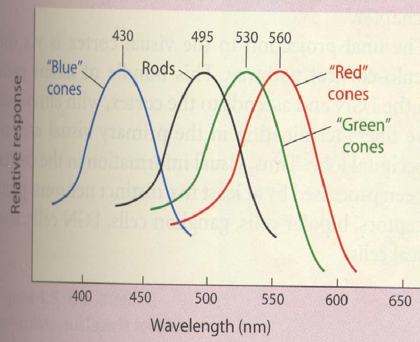 Color Vision Perceiving Color Four absorption peaks in
