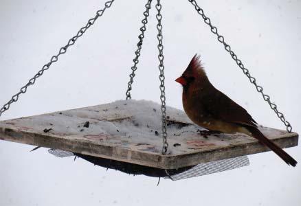 news page Bird feeders can be very simple. Everyone has room for a bird feeder.