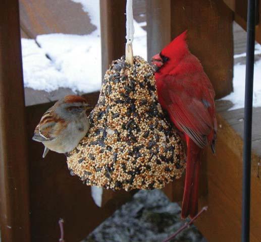 Some bird feeders will stick right to your window!