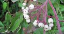 PLANTS FOR BIRDS Gray Dogwood (Cornus racemosa) Produces fruits and