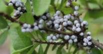 Northern Bayberry (Myrica pensylvanica) Produces berries for