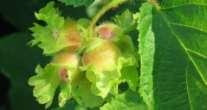5 3 m dry to Summer: cover Winter: seeds Nannyberry (Viburnum lentago)