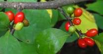 PLANTS FOR BIRDS Spicebush (Lindera benzoin) Produces fruit that