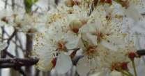 5 m American Plum (Prunus americana) Attracts insect- and