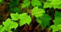 5 m Medium to wet soil Maple Leaf Viburnum (Viburnum