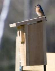 BUILDING A BIRD GARDEN NESTING BOXES You can supplement natural nesting habitat with boxes or cups.