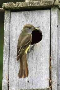 use nest cups. Research the right kind of box and placement for the types of birds you see in your yard.