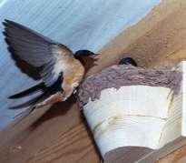 Choose nest boxes that open, allowing for annual cleaning, and avoid boxes with a perch, as these enable predators to enter. Barn Swallow; photo: americanartifacts.