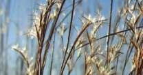 < 2 m Medium to wet soil Summer: cover Fall: seeds Little Blue Stem Grass (Schizachyrium scoparium) Produces seeds for sparrows and shelters for