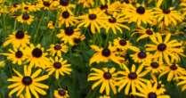 (Rudbeckia fulgida) Produces seeds for seed-eaters, including finches