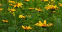 PLANTS FOR BIRDS Woodland Sunflower (Helianthus divaricatus) Produces seeds