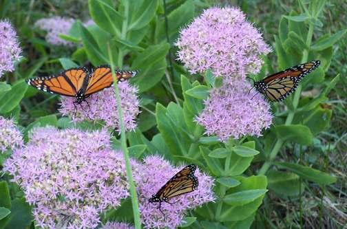 Method #2: Count Nectaring Monarchs One of the surest ways to see migrating monarchs is to plant a garden to attract them. Monarchs may drop from the sky for the food they need during migration.