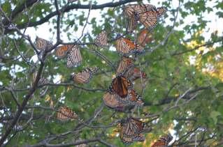 Once again, record the length of time you are watching as well as the number of monarchs you see. It's also best to make your observations at the same time each day.