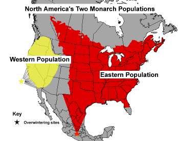 Where can you find migrating monarchs? There are two populations of monarchs in North America. The breeding range of each is shown below.